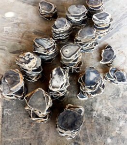 botswana-black-tornado-spiral (1)